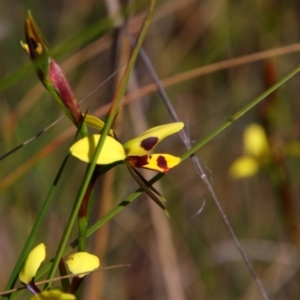 Diuris sulphurea at Chisholm, ACT - suppressed