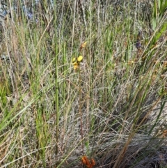 Diuris sulphurea at Chisholm, ACT - suppressed