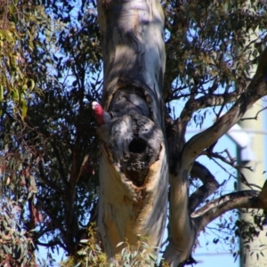 Eolophus roseicapilla at Tralee, NSW - 27 Oct 2021