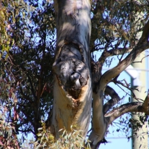 Eolophus roseicapilla at Tralee, NSW - 27 Oct 2021
