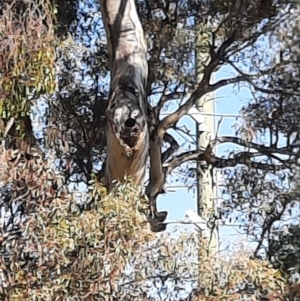 Eolophus roseicapilla at Tralee, NSW - 27 Oct 2021