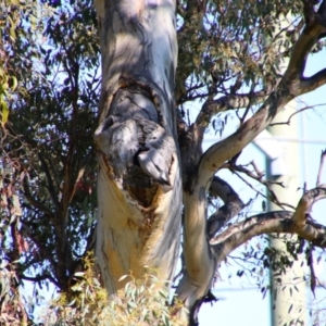 Eolophus roseicapilla at Tralee, NSW - 27 Oct 2021