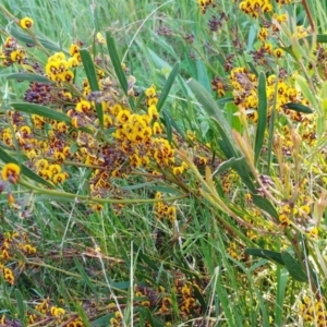 Daviesia mimosoides subsp. mimosoides at Weetangera, ACT - 26 Oct 2021