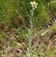 Pseudognaphalium luteoalbum (Jersey Cudweed) at Weetangera, ACT - 26 Oct 2021 by sangio7