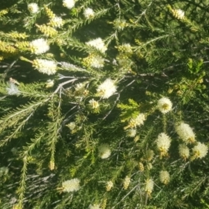 Melaleuca parvistaminea at Watson, ACT - 26 Oct 2021