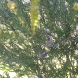 Melaleuca parvistaminea at Watson, ACT - 26 Oct 2021 04:58 PM