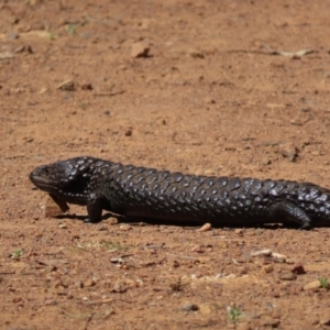 Tiliqua rugosa at Pialligo, ACT - 27 Oct 2021