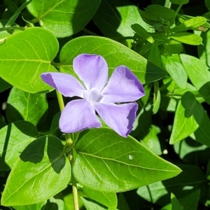 Vinca major at Lyneham, ACT - 27 Oct 2021