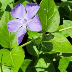 Vinca major at Lyneham, ACT - 27 Oct 2021