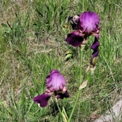 Iris germanica (Tall Bearded Iris) at Bruce Ridge - 27 Oct 2021 by trevorpreston