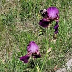 Iris germanica at O'Connor, ACT - 27 Oct 2021