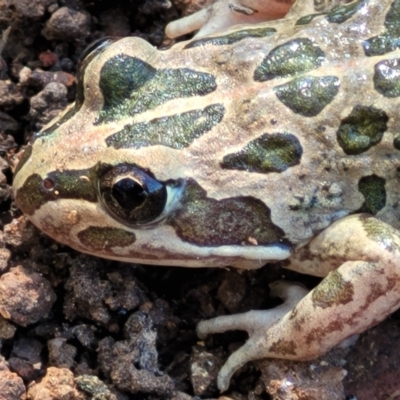 Limnodynastes tasmaniensis (Spotted Grass Frog) at Bruce Ridge - 27 Oct 2021 by trevorpreston