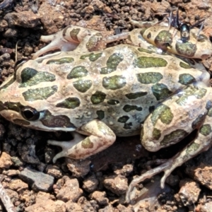 Limnodynastes tasmaniensis at Lyneham, ACT - 27 Oct 2021