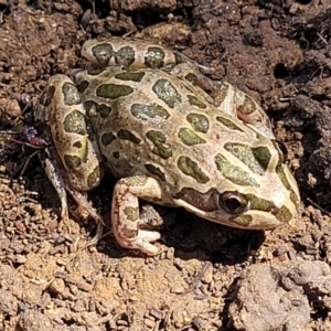 Limnodynastes tasmaniensis at Lyneham, ACT - 27 Oct 2021