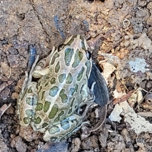 Limnodynastes tasmaniensis at Lyneham, ACT - 27 Oct 2021