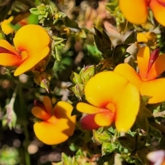 Pultenaea procumbens (Bush Pea) at Lyneham, ACT - 27 Oct 2021 by trevorpreston