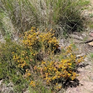 Pultenaea procumbens at Lyneham, ACT - 27 Oct 2021