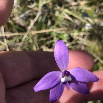 Glossodia major (Wax Lip Orchid) at Rendezvous Creek, ACT - 23 Oct 2021 by Tapirlord
