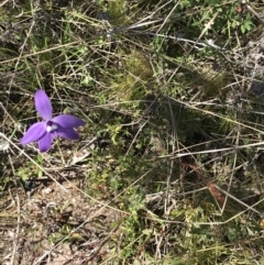 Glossodia major at Rendezvous Creek, ACT - 24 Oct 2021