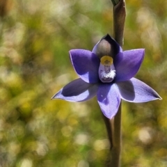 Thelymitra pauciflora (Slender Sun Orchid) at Lyneham, ACT - 27 Oct 2021 by tpreston