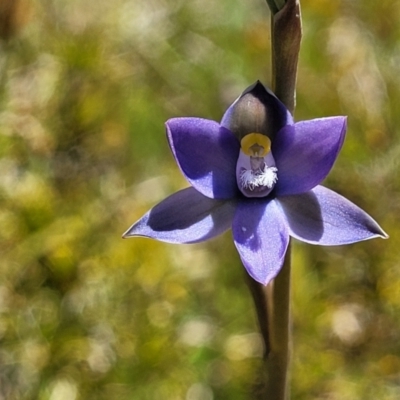 Thelymitra pauciflora (Slender Sun Orchid) at Lyneham, ACT - 27 Oct 2021 by tpreston