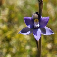 Thelymitra pauciflora (Slender Sun Orchid) at Bruce Ridge - 27 Oct 2021 by trevorpreston