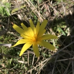 Microseris lanceolata (Yam Daisy) at Rendezvous Creek, ACT - 24 Oct 2021 by Tapirlord