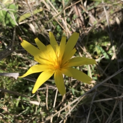 Microseris lanceolata (Yam Daisy) at Rendezvous Creek, ACT - 24 Oct 2021 by Tapirlord