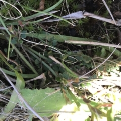 Microseris lanceolata at Rendezvous Creek, ACT - 24 Oct 2021