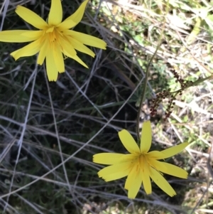 Microseris lanceolata at Rendezvous Creek, ACT - 24 Oct 2021