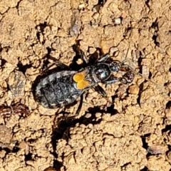 Peirates sp. (genus) (Yellow-spot Assassin Bug) at Lyneham, ACT - 27 Oct 2021 by trevorpreston