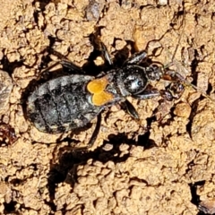Peirates sp. (genus) at Lyneham, ACT - 27 Oct 2021