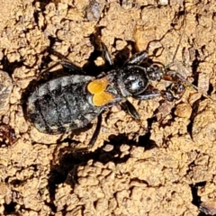 Peirates sp. (genus) at Lyneham, ACT - 27 Oct 2021 01:17 PM