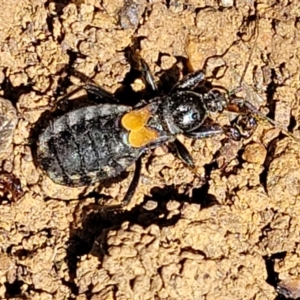 Peirates sp. (genus) at Lyneham, ACT - 27 Oct 2021