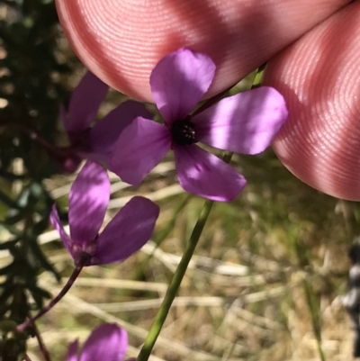 Tetratheca bauerifolia (Heath Pink-bells) at Rendezvous Creek, ACT - 23 Oct 2021 by Tapirlord