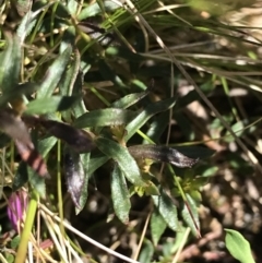 Tetratheca bauerifolia at Rendezvous Creek, ACT - 24 Oct 2021
