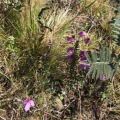 Tetratheca bauerifolia at Rendezvous Creek, ACT - 24 Oct 2021