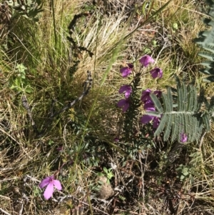 Tetratheca bauerifolia at Rendezvous Creek, ACT - 24 Oct 2021