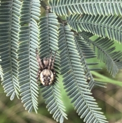 Salsa fuliginata (Sooty Orb-weaver) at Cabramurra, NSW - 21 Oct 2021 by Ryl