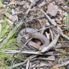 Pseudonaja textilis (Eastern Brown Snake) at Yarrangobilly, NSW - 23 Oct 2021 by Ryl