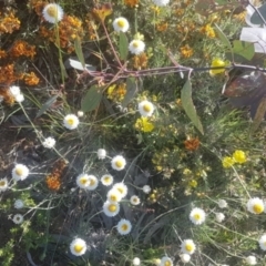 Leucochrysum albicans subsp. tricolor (Hoary Sunray) at Mount Majura - 26 Oct 2021 by MAX