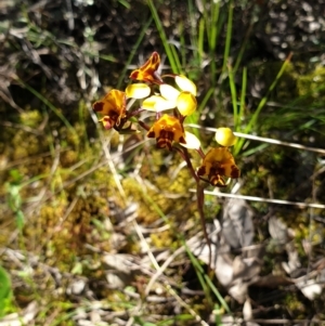 Diuris semilunulata at Stromlo, ACT - 27 Oct 2021