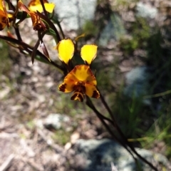 Diuris semilunulata at Stromlo, ACT - suppressed