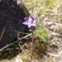 Thelymitra pauciflora (Slender Sun Orchid) at Stromlo, ACT - 27 Oct 2021 by Rebeccajgee