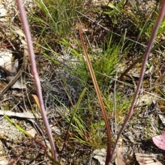 Thelymitra pauciflora at Stromlo, ACT - 27 Oct 2021