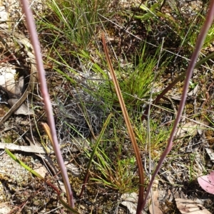 Thelymitra pauciflora at Stromlo, ACT - 27 Oct 2021