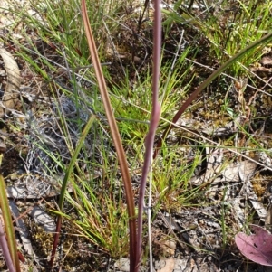 Thelymitra pauciflora at Stromlo, ACT - 27 Oct 2021