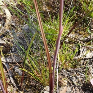 Thelymitra pauciflora at Stromlo, ACT - 27 Oct 2021