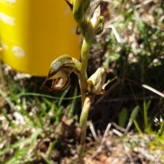 Oligochaetochilus hamatus (Southern Hooked Rustyhood) at Stromlo, ACT - 27 Oct 2021 by Rebeccajgee