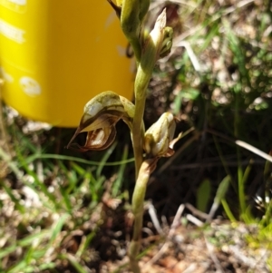 Oligochaetochilus hamatus at Stromlo, ACT - 27 Oct 2021